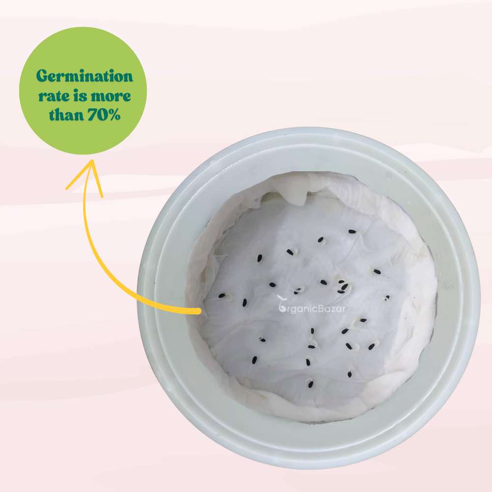 Vinca Pacifica XP Mix Seeds - 25 Seeds (Periwinkle/ Sadabahar/सदाबहार के बीज) High Germination, Annual Flower Seeds for Terrace Gardening