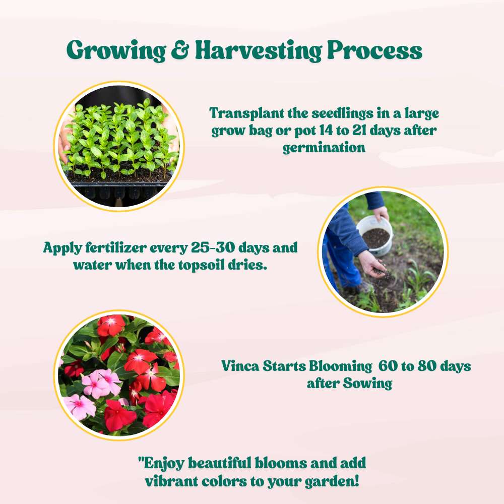 Vinca Pacifica XP Mix Seeds - 25 Seeds (Periwinkle/ Sadabahar/सदाबहार के बीज) High Germination, Annual Flower Seeds for Terrace Gardening