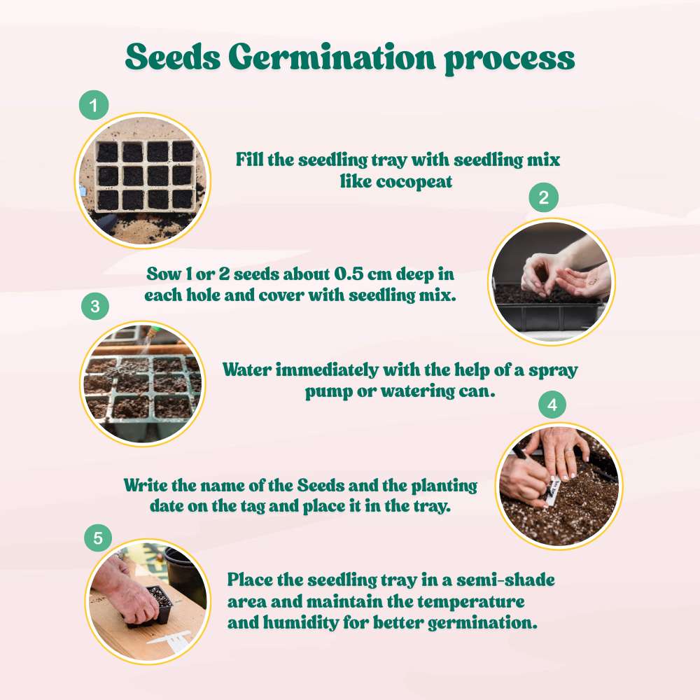 Vinca Pacifica XP Mix Seeds - 25 Seeds (Periwinkle/ Sadabahar/सदाबहार के बीज) High Germination, Annual Flower Seeds for Terrace Gardening