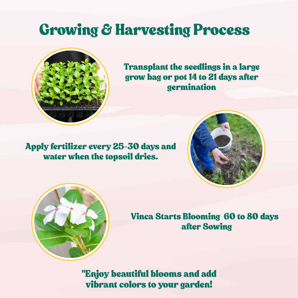 Vinca Pacifica XP White Seeds - 25 Seeds (Periwinkle/ Sadabahar/सदाबहार के बीज) High Germination, Annual Flower Seeds for Terrace Gardening