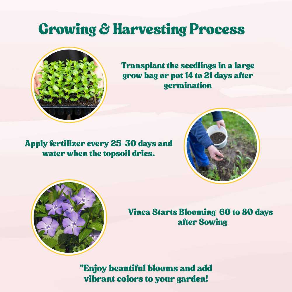 Vinca Purple Hybrid Seeds - 25 Seeds (Periwinkle/ Purple sadabahar/सदाबहार के बीज) High Germination, Annual Flower Seeds for Terrace Gardening