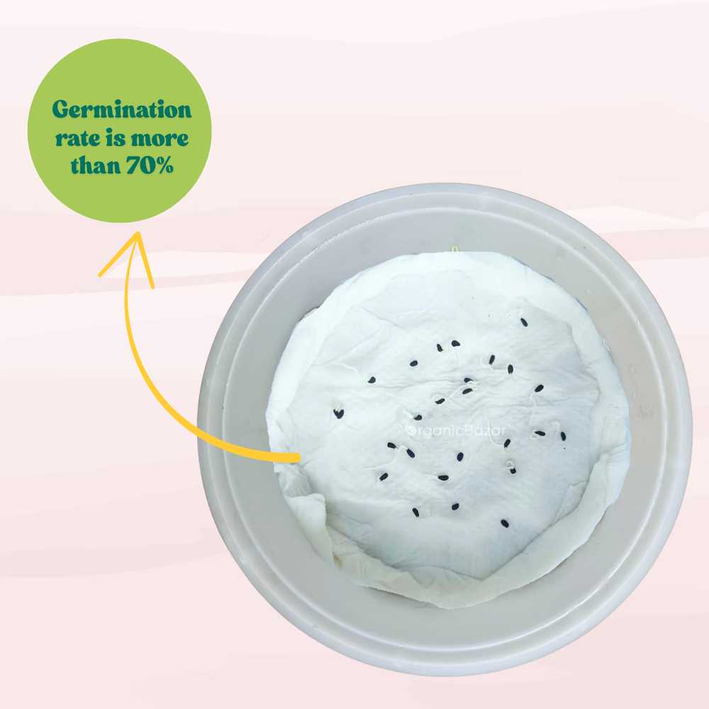 Vinca Red Seeds (Periwinkle/ Sadabahar/सदाबहार के बीज) High Germination, Annual Flower Seeds for Terrace Gardening