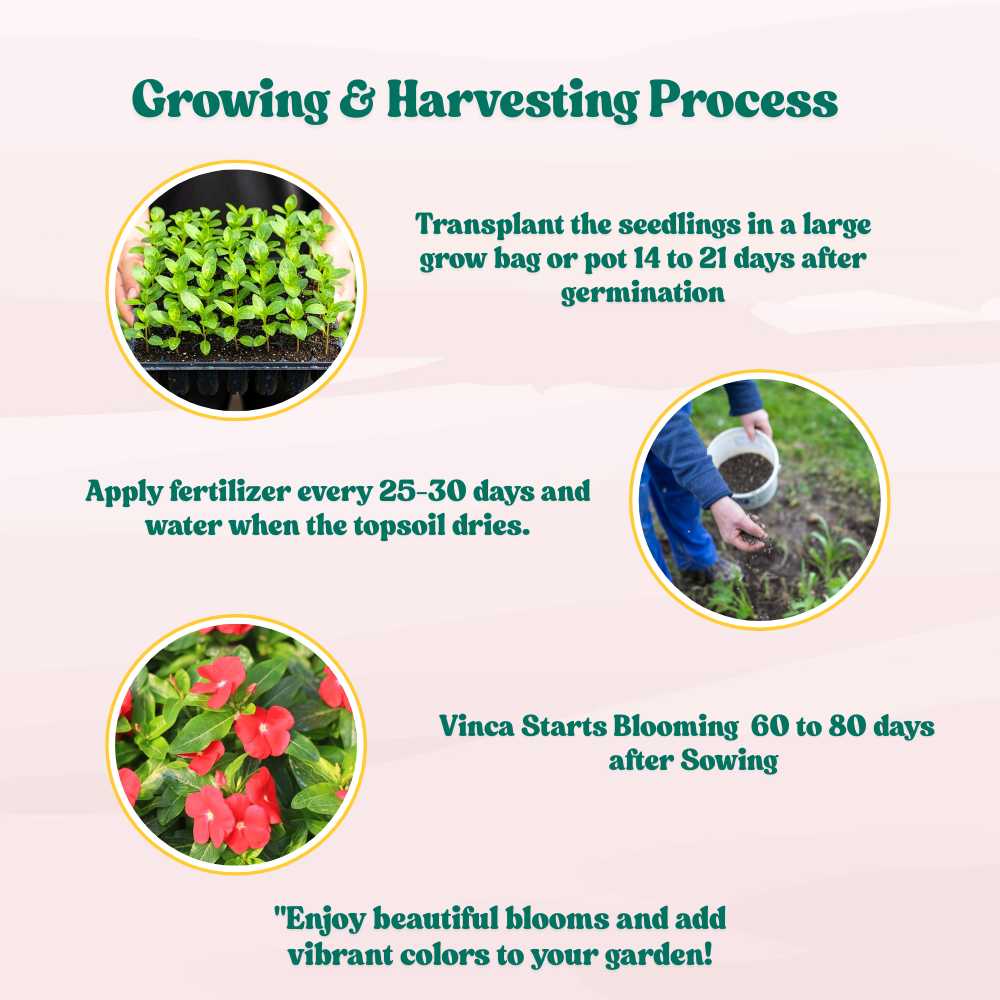 Vinca Red Seeds (Periwinkle/ Sadabahar/सदाबहार के बीज) High Germination, Annual Flower Seeds for Terrace Gardening