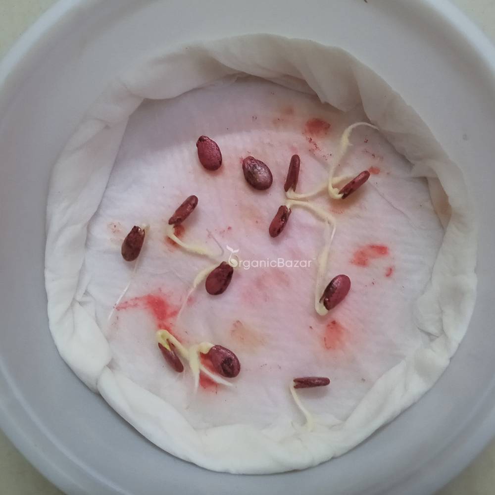 Watermelon Round Black Seeds - 12 Seeds (Tarbooj/तरबूज के बीज)