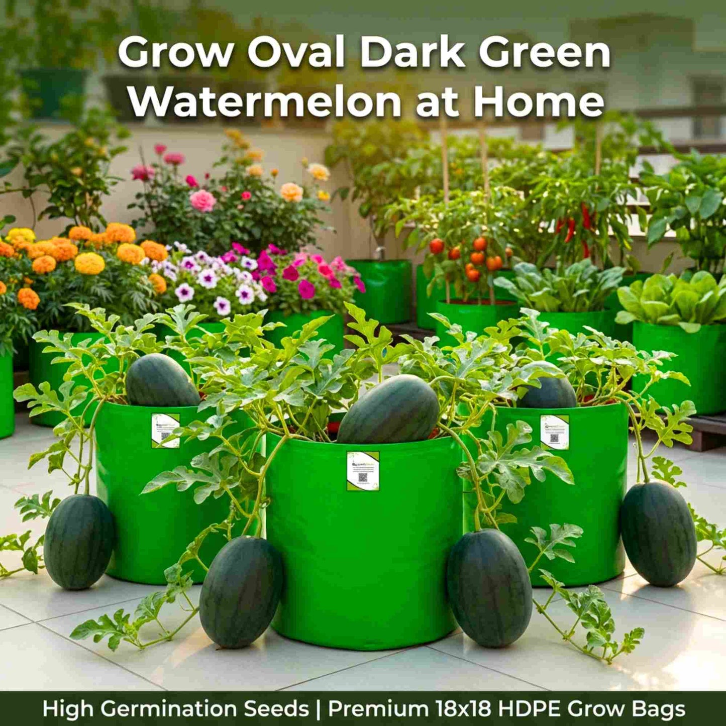 Watermelon Oval Dark Green Seeds - 12 Seeds(Tarbooj/तरबूज के बीज)