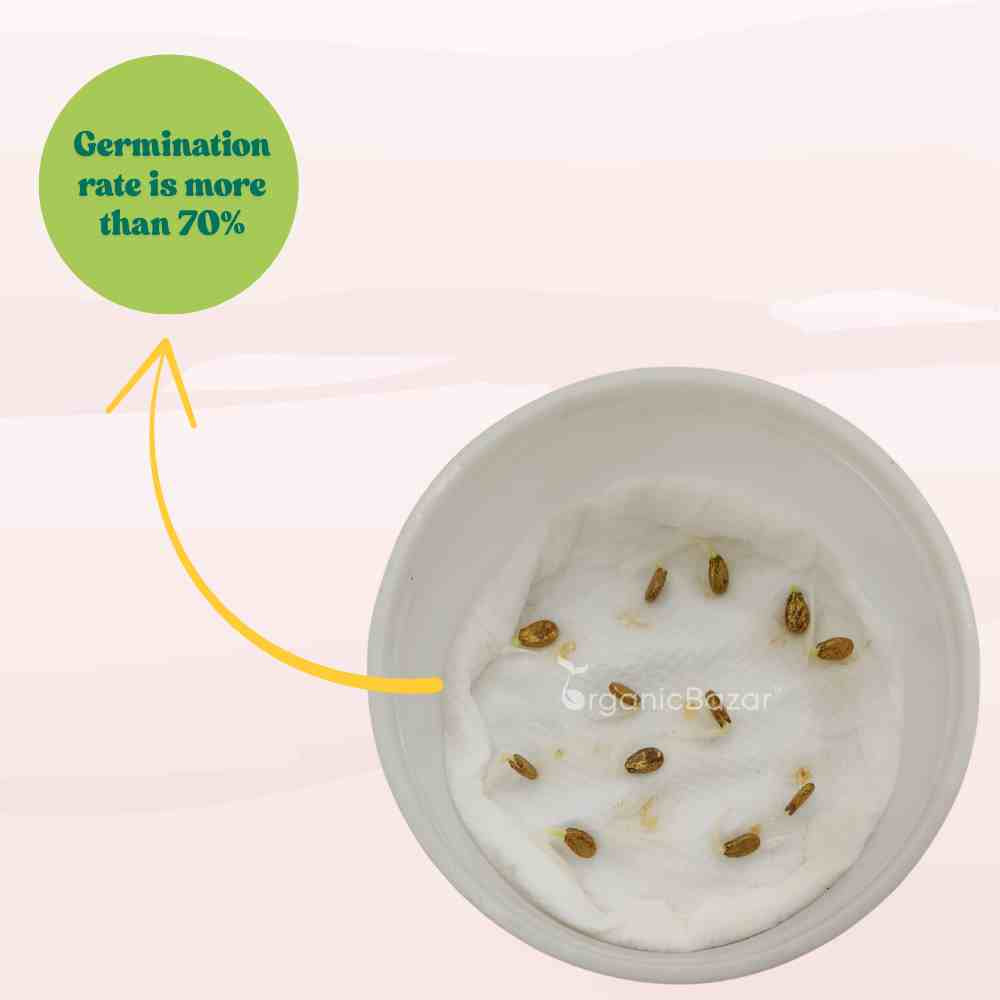 Watermelon Oval Dark Green Seeds - 12 Seeds(Tarbooj/तरबूज के बीज)