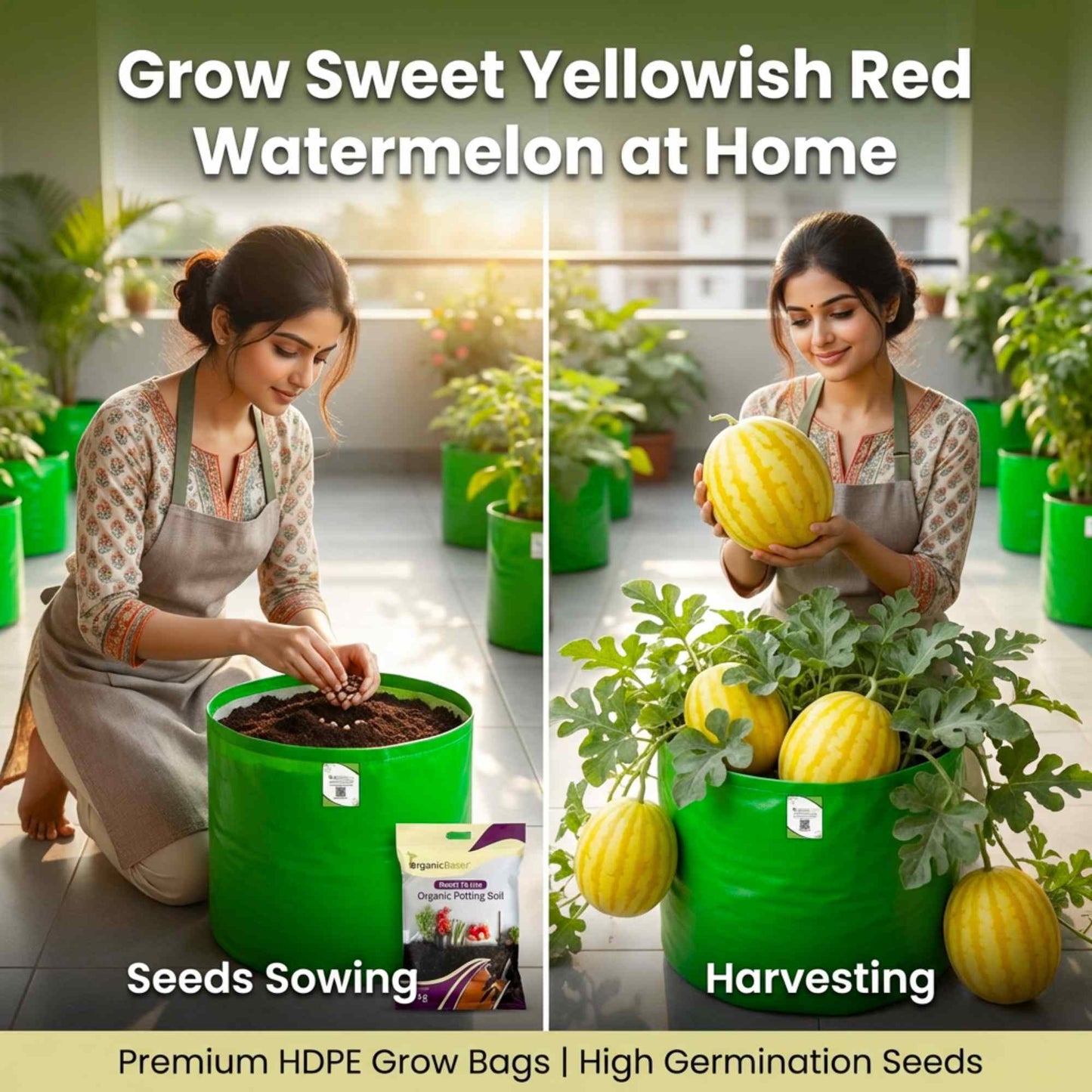Watermelon Yellowish Red Seeds (12 Seeds) (Pila Tarbooj/पीला तरबूज के बीज)
