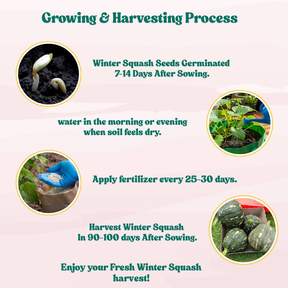 Winter Squash (Pumpkin) Seeds (10 Seeds) Easy To grow, High Germination, High Yield Seeds for Home Gardening