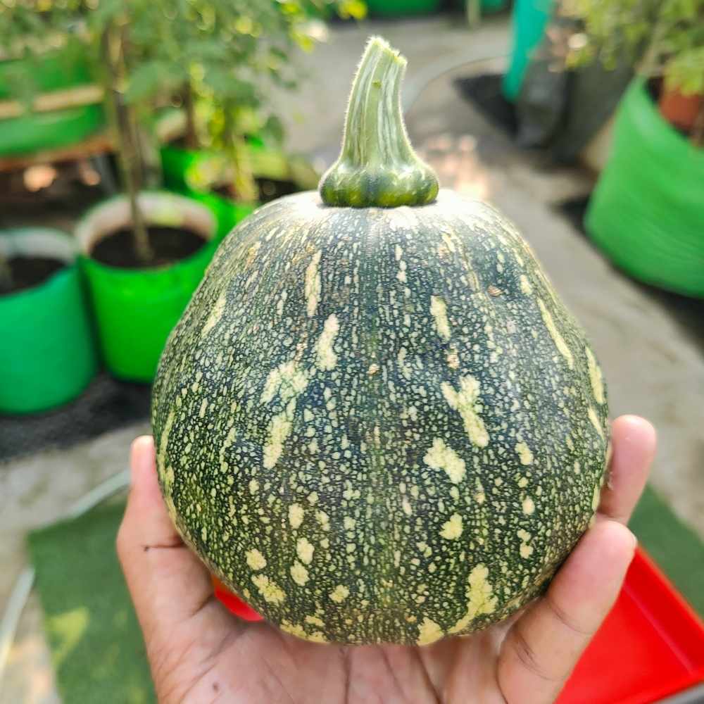 Winter Squash (Pumpkin) Seeds (10 Seeds) Easy To grow, High Germination, High Yield Seeds for Home Gardening