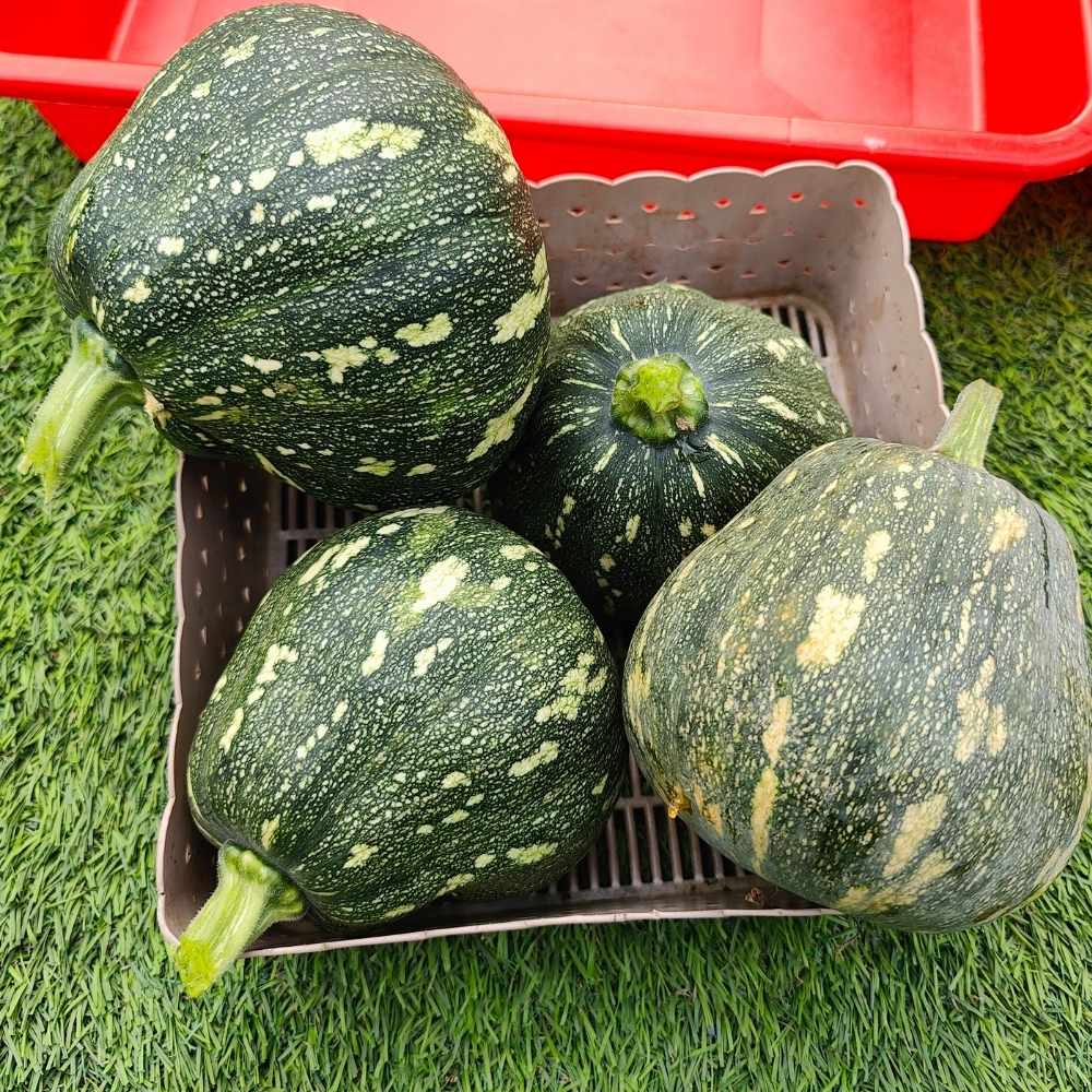 Winter Squash (Pumpkin) Seeds (10 Seeds) Easy To grow, High Germination, High Yield Seeds for Home Gardening