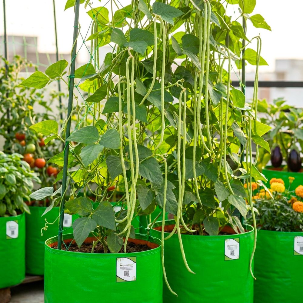 Yard Long Beans Seeds - 20 Seeds (यार्ड लॉन्ग बीन्स के बीज)