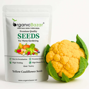 Yellow Cauliflower (Pili Phool Gobhi) Seeds - 40 Seeds (पीली गोभी के बीज) High Germination /Easy to Grow/Ideal for Terrace/Kitchen Gardening