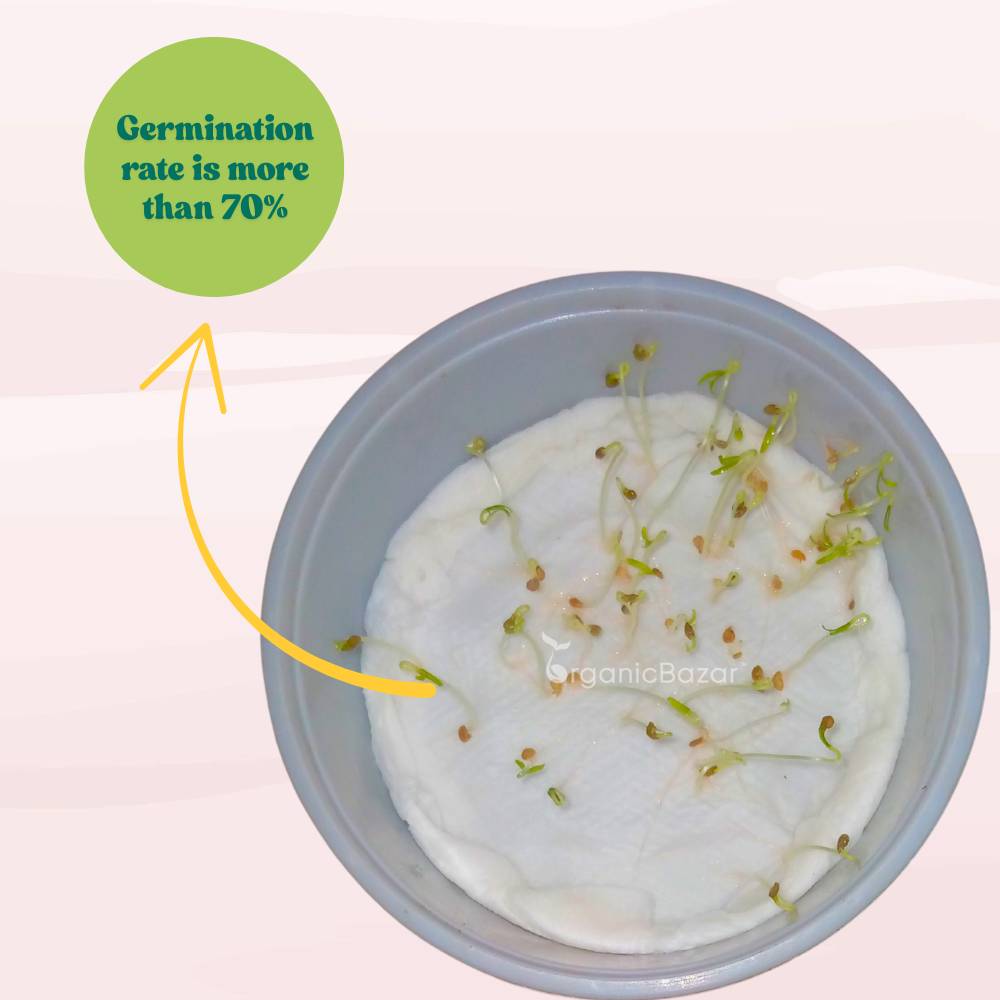 Cherry Tomato Yellow Seeds - 50 Seeds (Cherry Tamatar/चेरी टमाटर के बीज) High Germination/ Easy to Grow/ Ideal for Terrace/Kitchen Gardening