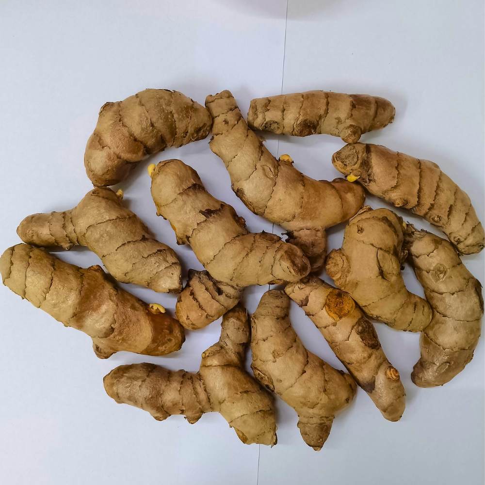 Yellow Turmeric Seeds (Haldi Roots) for Planting (400g)
