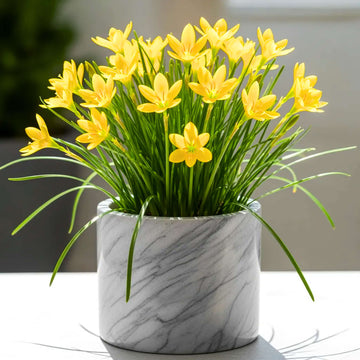 Rain Lily Yellow Flower Bulbs (10 Bulbs)