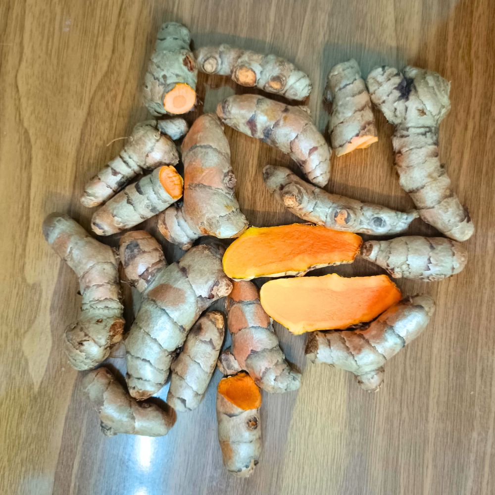 Yellow Turmeric Seeds (Haldi Roots) for Planting (400g)