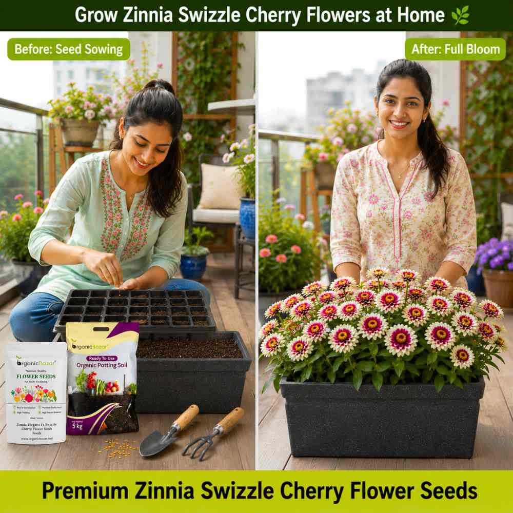 Zinnia Elegans F1 Swizzle Cherry Flower Seeds (20 Seeds) High Germination/ Easy To grow/ Perfect for pots, balconies, or Terrace gardens