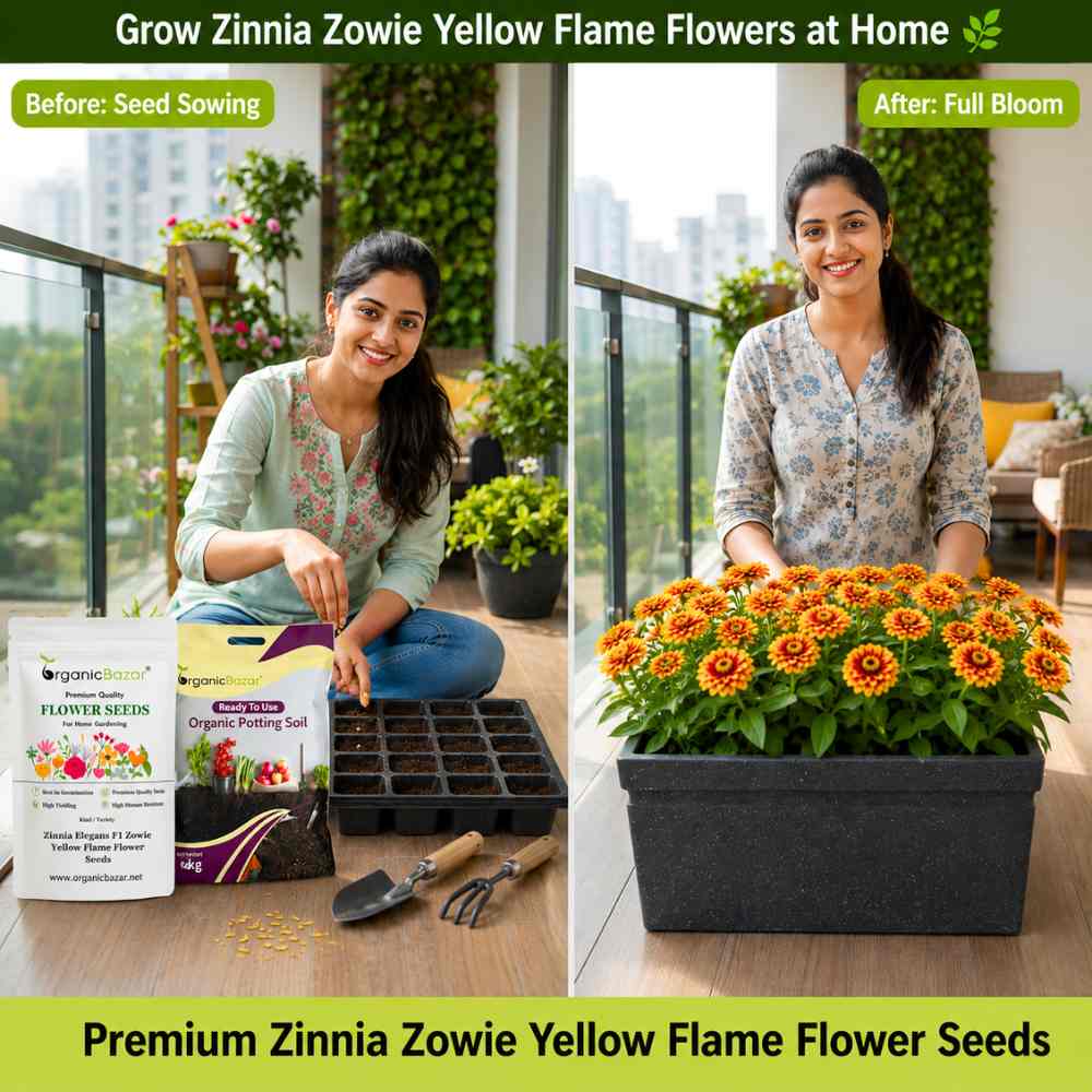 Zinnia Elegans F1 Zowie Yellow Flame Flower Seeds (20 Seeds) High Germination/ Easy To grow/ Perfect for pots, balconies, or Terrace gardens
