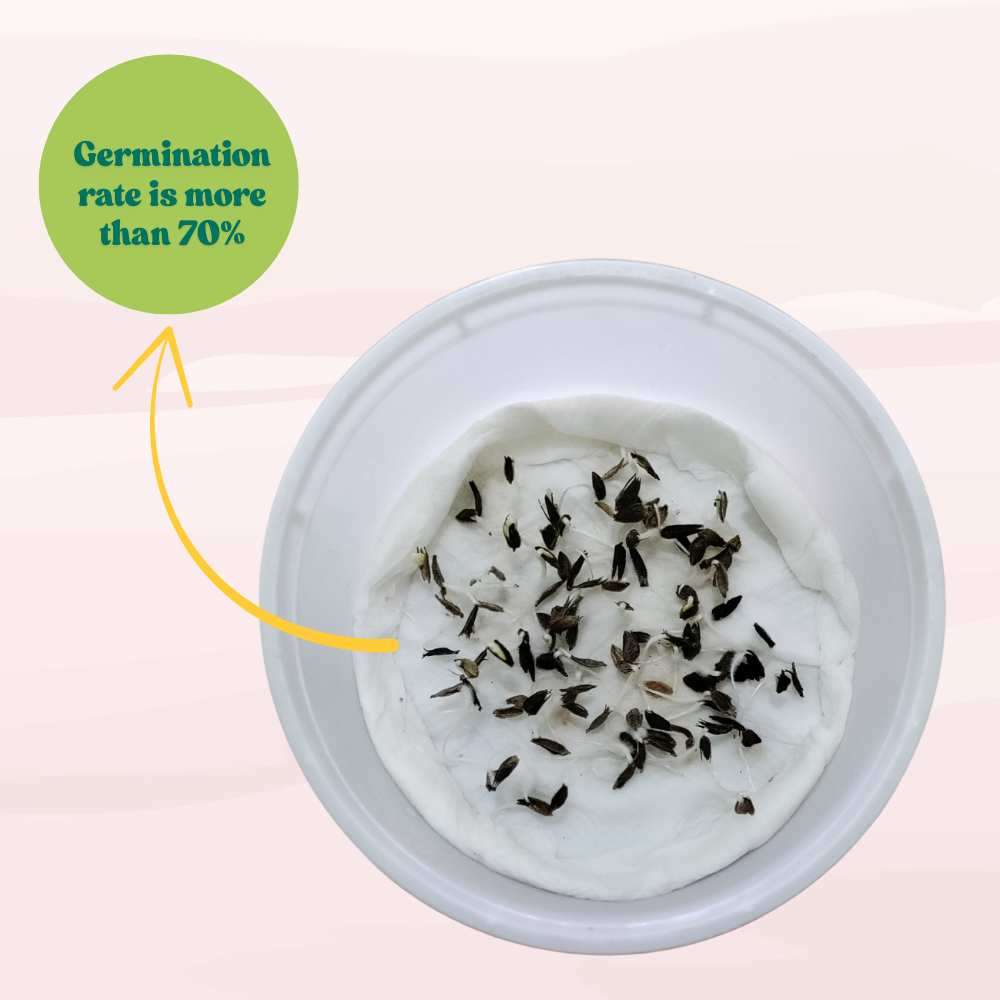 Zinnia Liliput Mixed Color Seeds (100 Seeds) High Germination/ Easy To grow/ Perfect for pots, balconies, or Terrace gardens