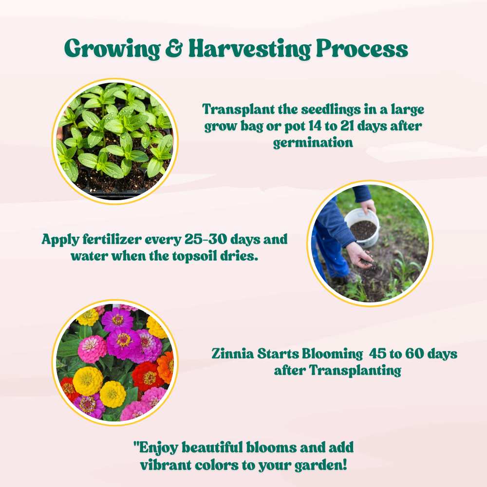 Zinnia Liliput Mixed Color Seeds (100 Seeds) High Germination/ Easy To grow/ Perfect for pots, balconies, or Terrace gardens