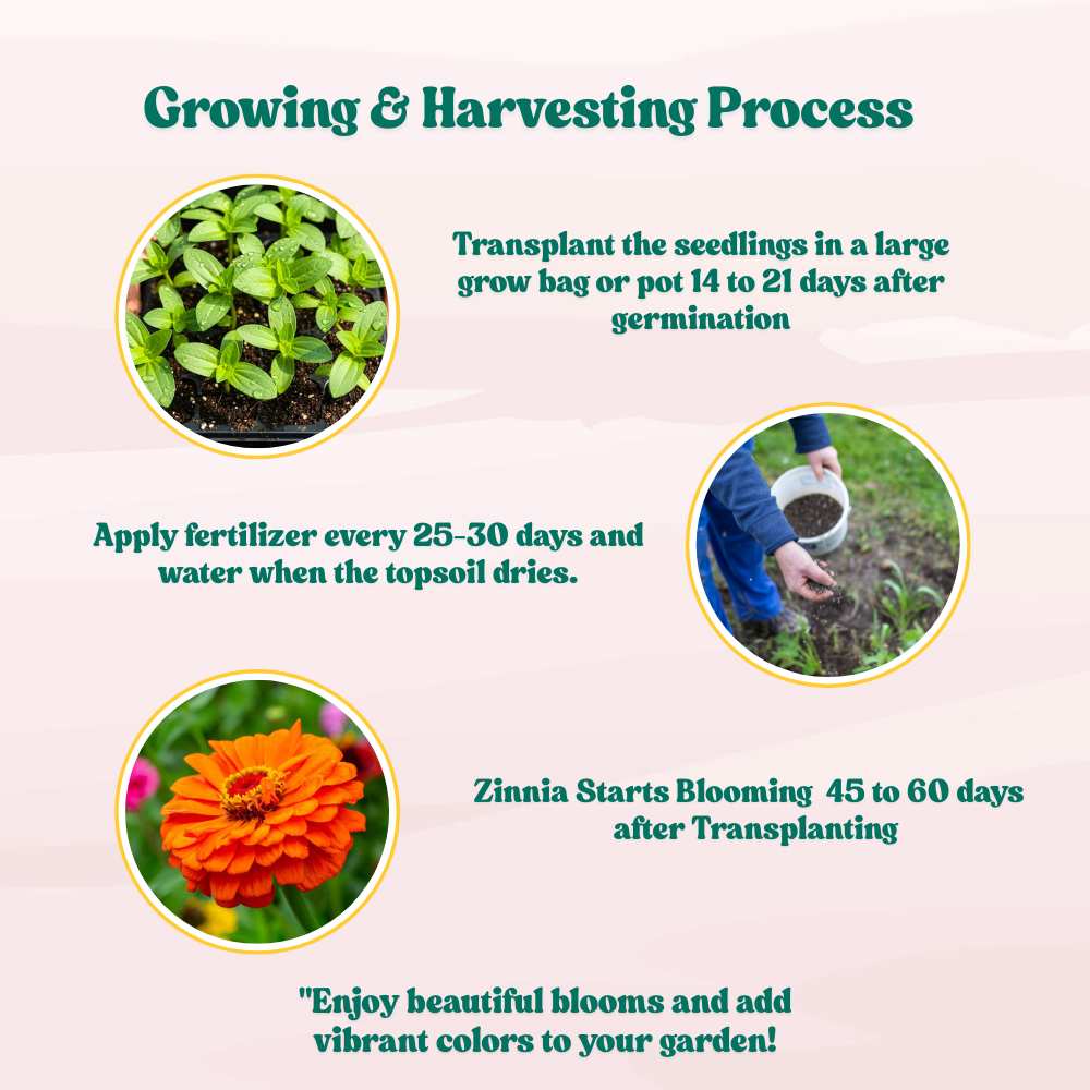 Zinnia Orange Flower Seeds (100 Seeds) High Germination/ Easy To grow/ Perfect for pots, balconies, or Terrace gardens