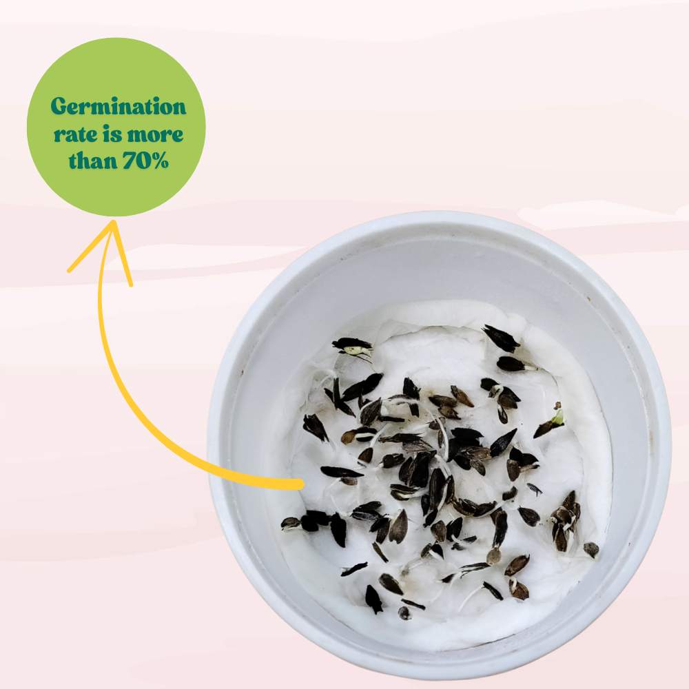 Zinnia Purple Flower Seeds (100 Seeds) High Germination/ Easy To grow/ Perfect for pots, balconies, or Terrace gardens