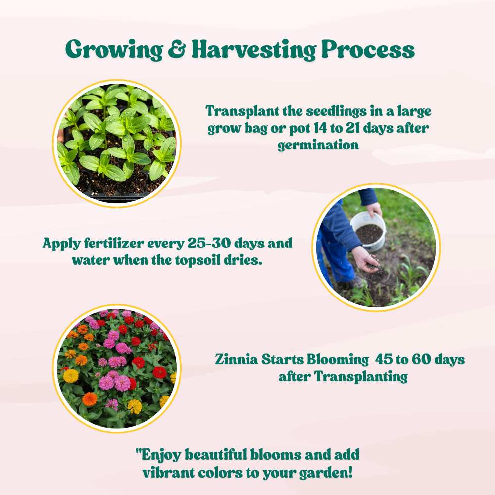 Zinnia Tall Double Mix Flower Seeds (100 Seeds) High Germination/ Easy To grow/ Perfect for pots, balconies, or Terrace gardens