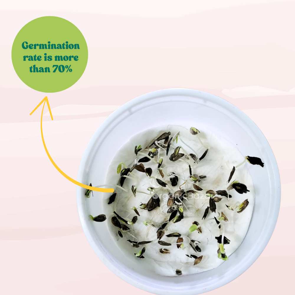 Zinnia White Flower Seeds (100 Seeds) High Germination/ Easy To grow/ Perfect for pots, balconies, or Terrace gardens