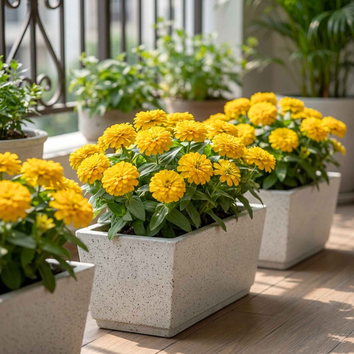 Zinnia Zesty Yellow Flower Seeds (20 Seeds) High Germination/ Easy To grow/ Perfect for pots, balconies, or Terrace gardens