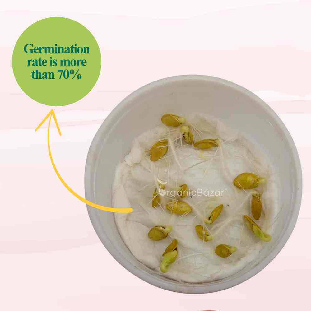 Zucchini Yellow Seeds - 15 Seeds (पीली जुकिनी के बीज)