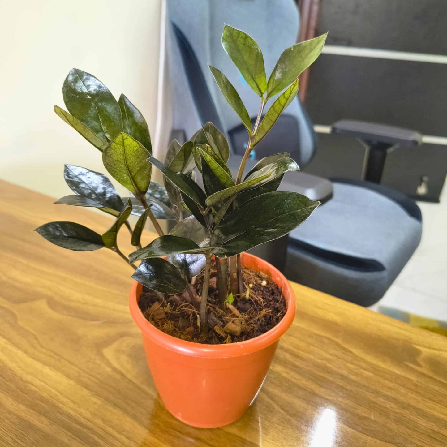 ZZ Plant Black Live Plant | Indoor Air Purifying Ornamental Plant | Ideal for Home & Office