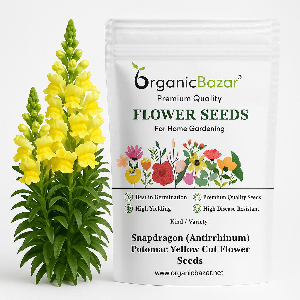 Snapdragon (Antirrhinum) Potomac Yellow Cut Flower Seeds (50 Seeds)