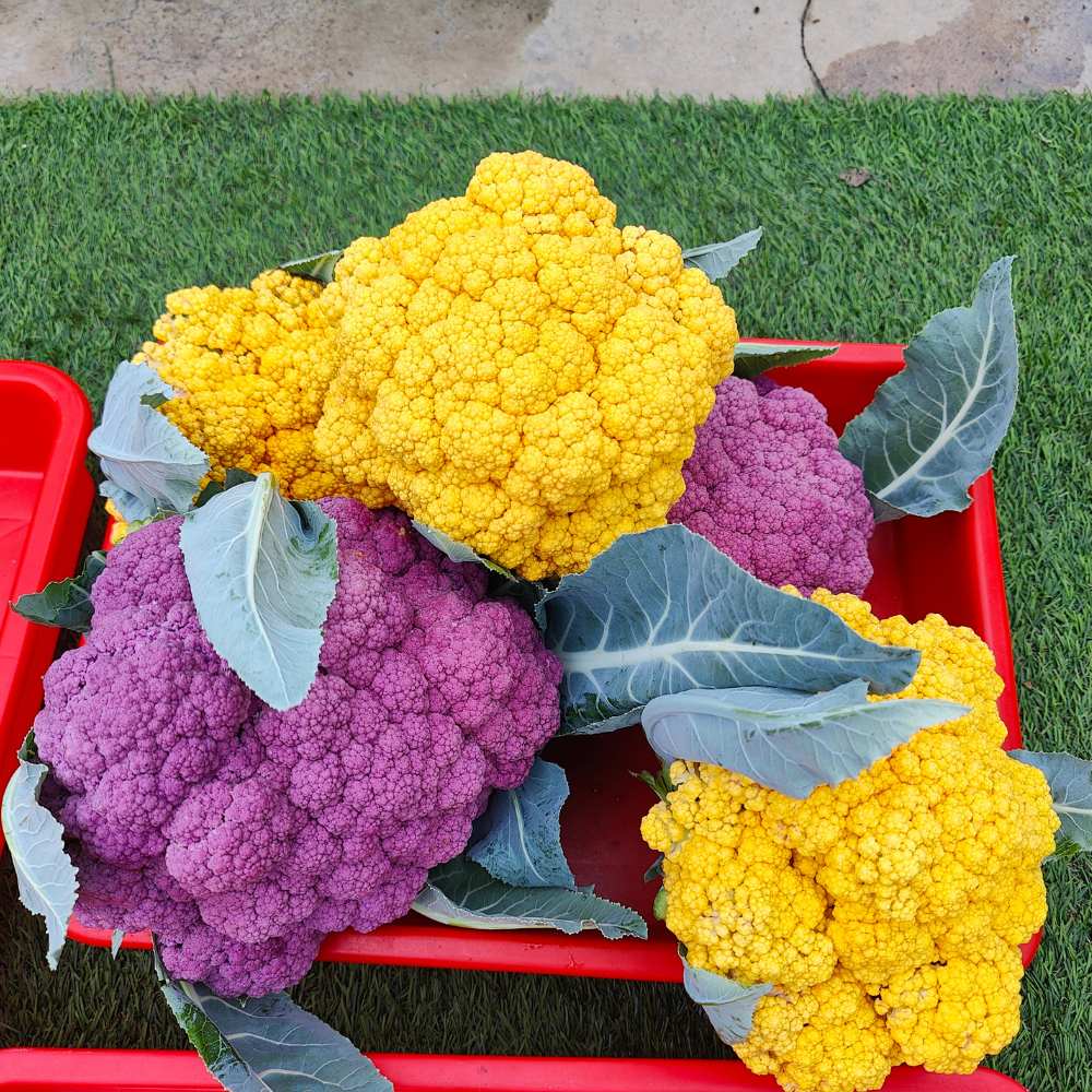 3-Different Varieties Cauliflower Seeds Combo Pack