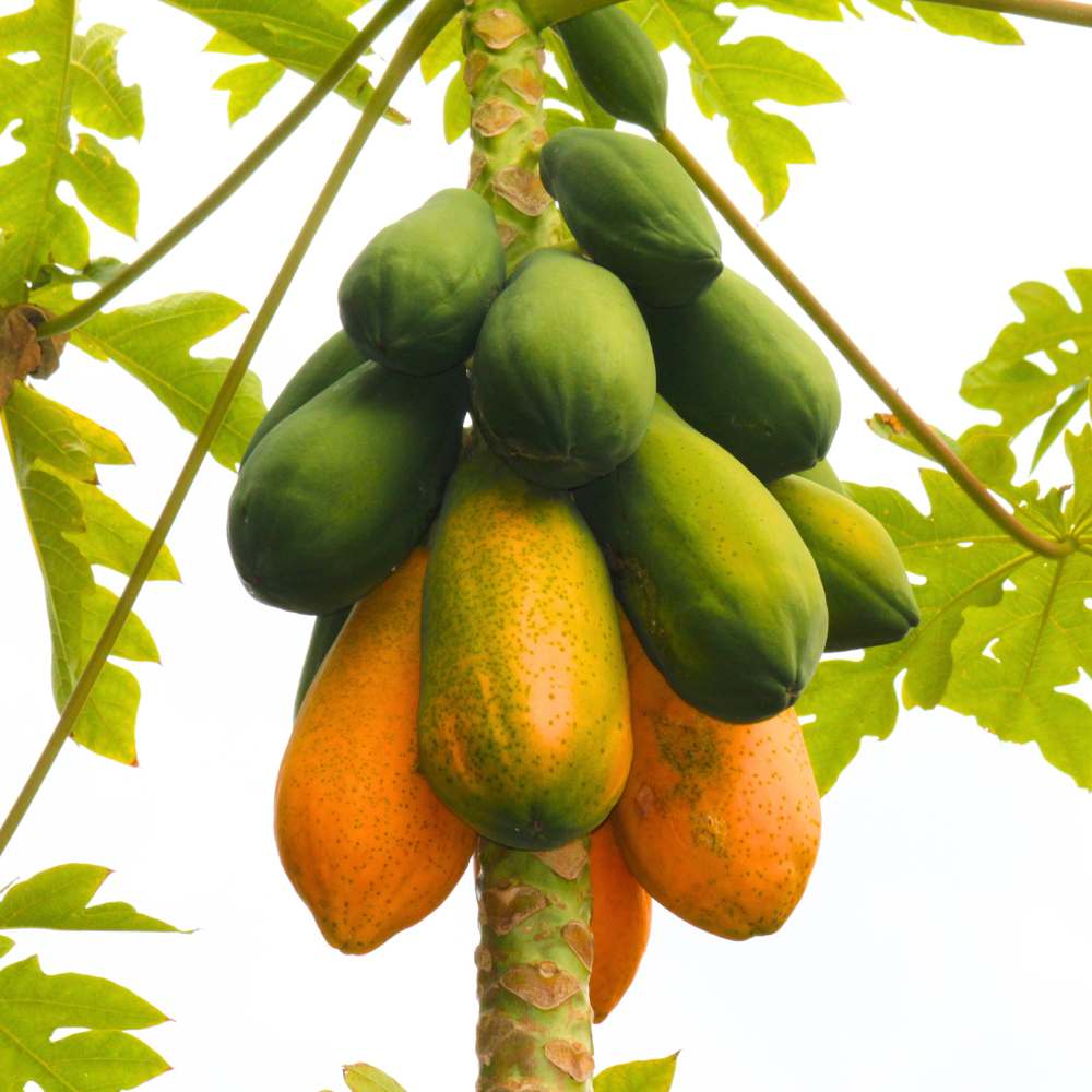Desi Papaya (Op) Seeds (20 Seeds) High Germination, High-yielding and fast-growing
