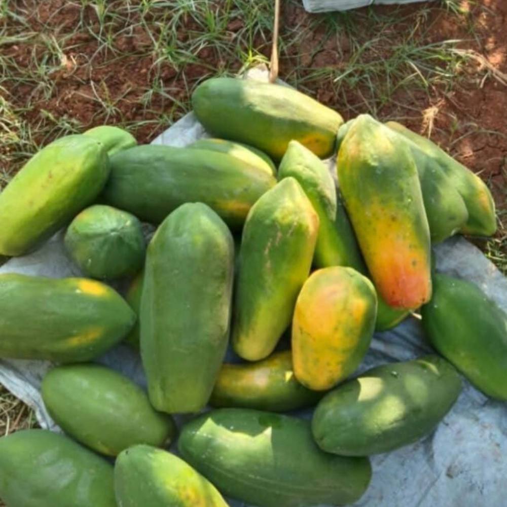 Desi Papaya (Op) Seeds (20 Seeds) High Germination, High-yielding and fast-growing