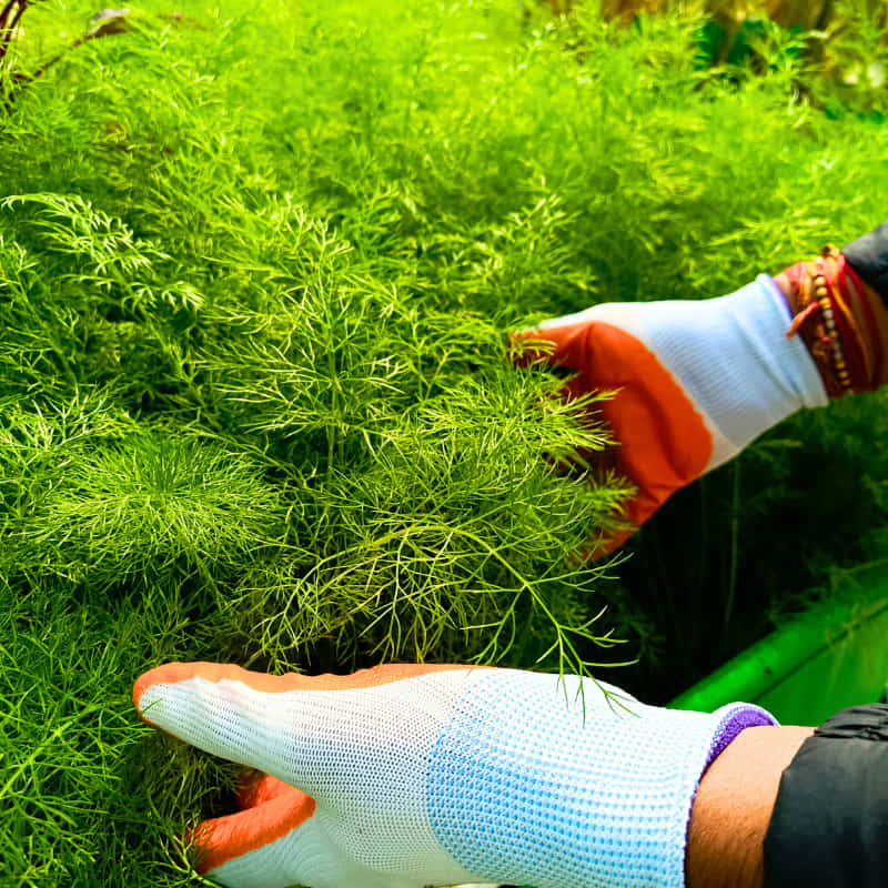 Gardening Gloves for Men and Women
