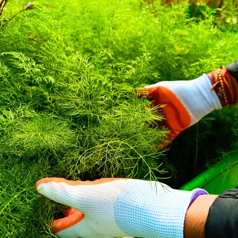 Gardening Gloves for Men and Women