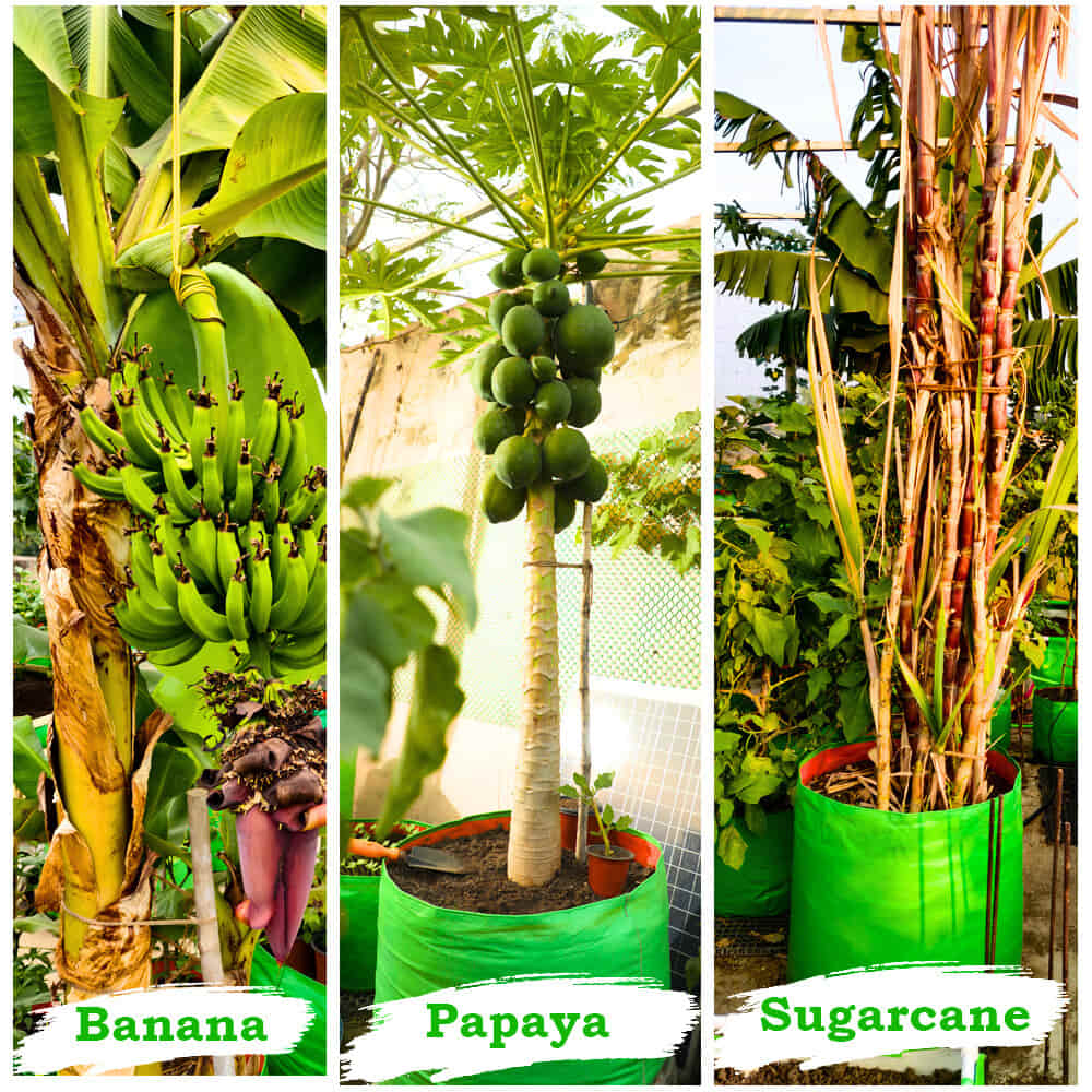 OrganicBazar 21x21 Big Size Grow Bags for Terrace Gardening, Premium HDPE 260 GSM Green Plant Bag for Fruit Tree