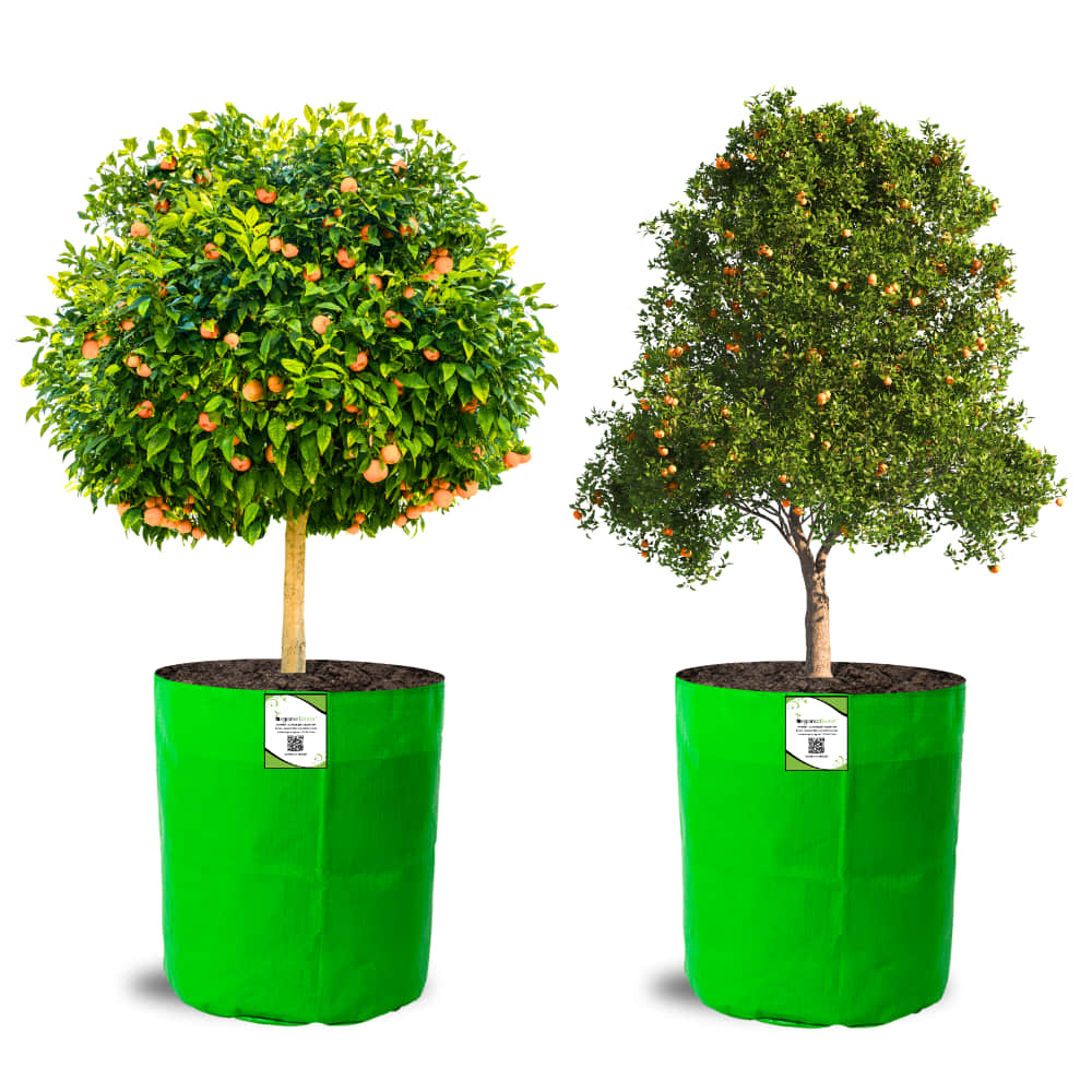 OrganicBazar 18X24 Tree Grow Bag for Home Gardening, Premium HDPE 260 GSM Green Big Plant Bags