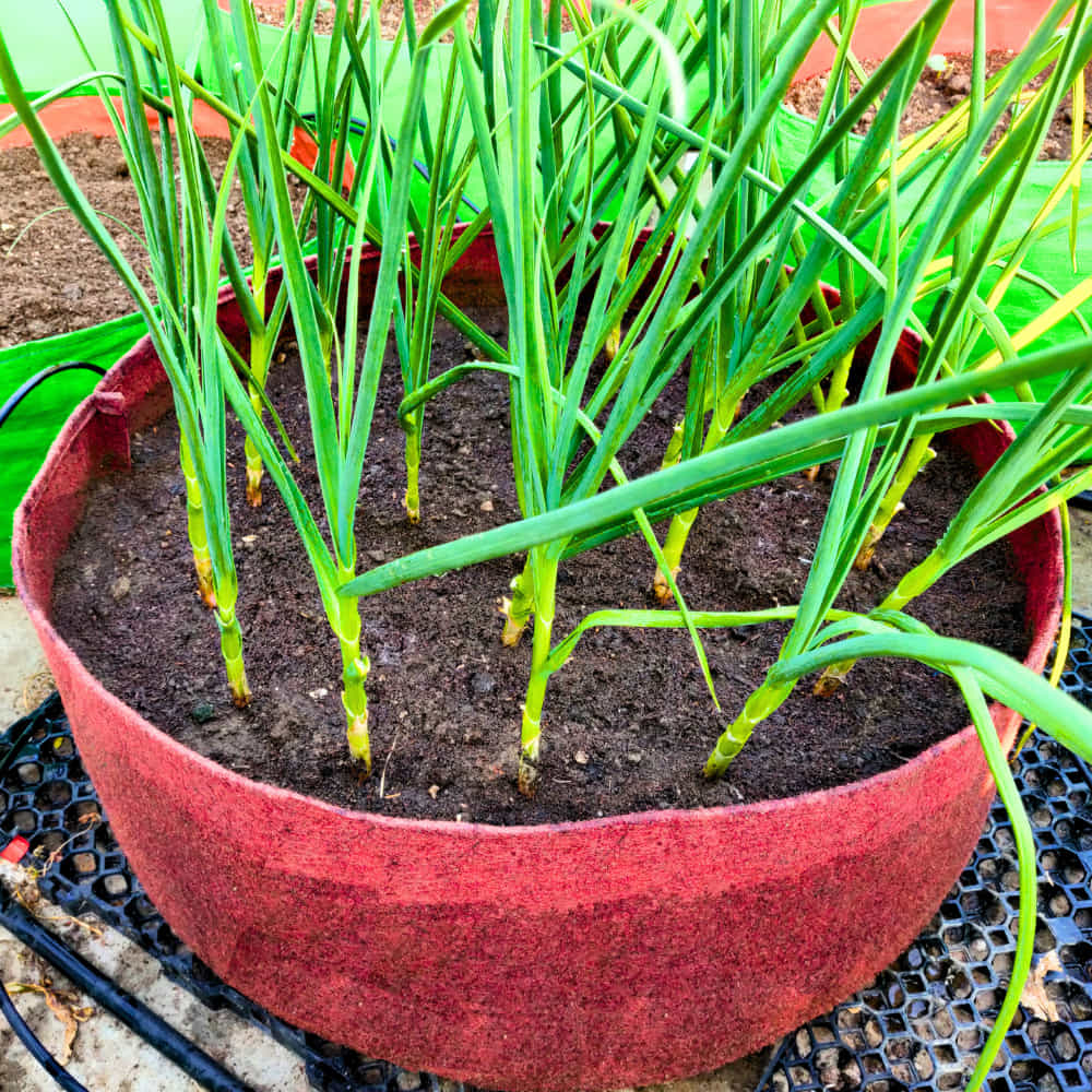 OrganicBazar Geo 18x6 Leafy Grow Bags for Leafy Vegetables for Terrace Garden, Premium Geo Fabric 450 GSM Plant Bags