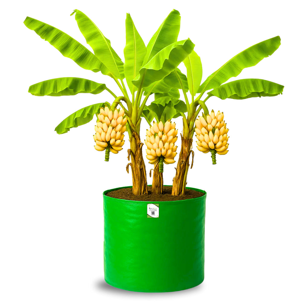 OrganicBazar HDPE 24x24 Big Size Grow Bags for Home Gardening | Plants Bags for Fruits, Vegetables, & Flowers | Round Green Planting Bags | 260 GSM Garden Growing Bag