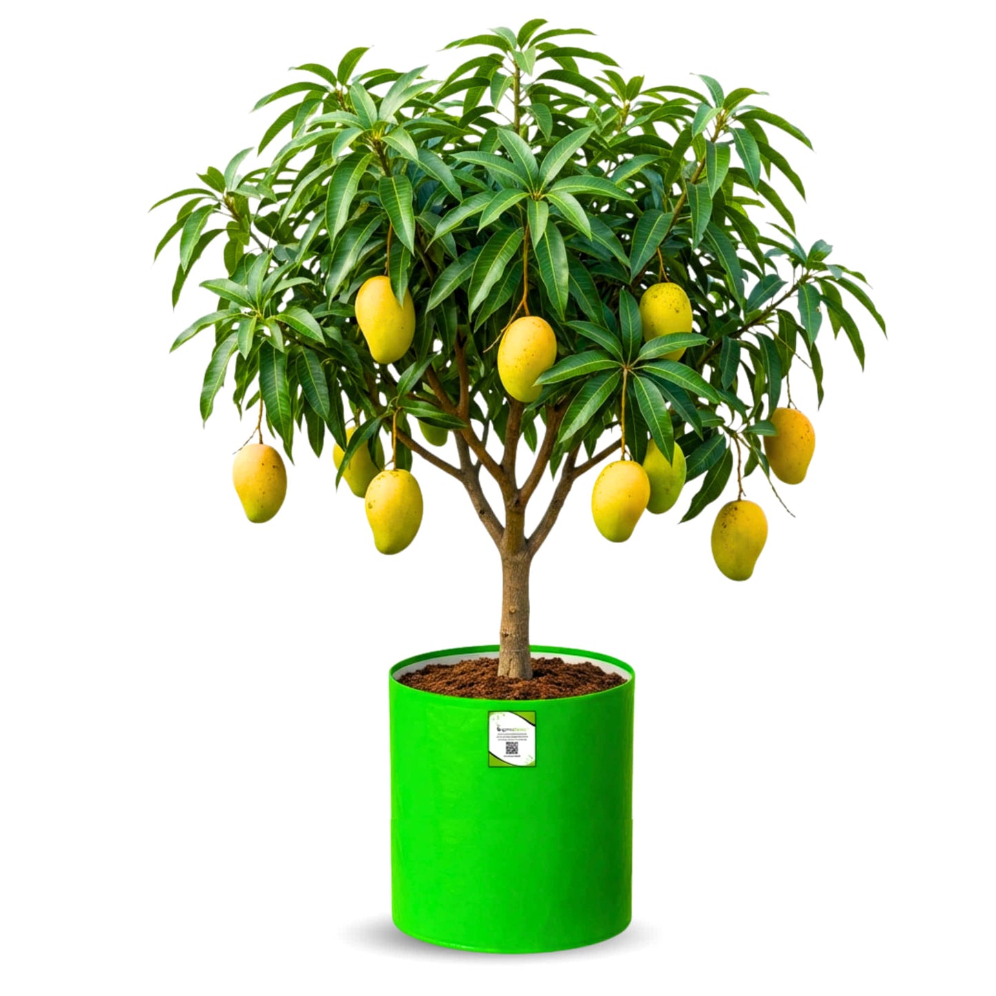 OrganicBazar 24X36 Very Large Grow Bag for Fruit Tree, Premium HDPE 260 GSM Green Big Planter for Terrace Garden