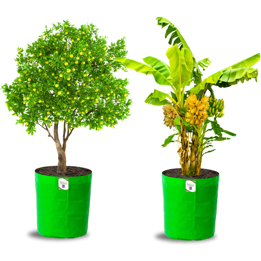 OrganicBazar 24X36 Very Large Grow Bag for Fruit Tree, Premium HDPE 260 GSM Green Big Planter for Terrace Garden