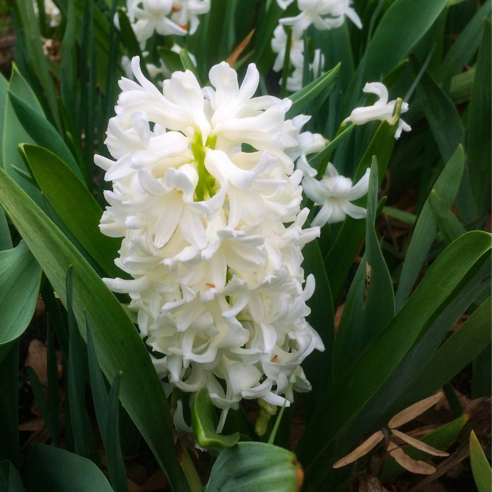 Hyacinth White Flower Bulbs (05N)