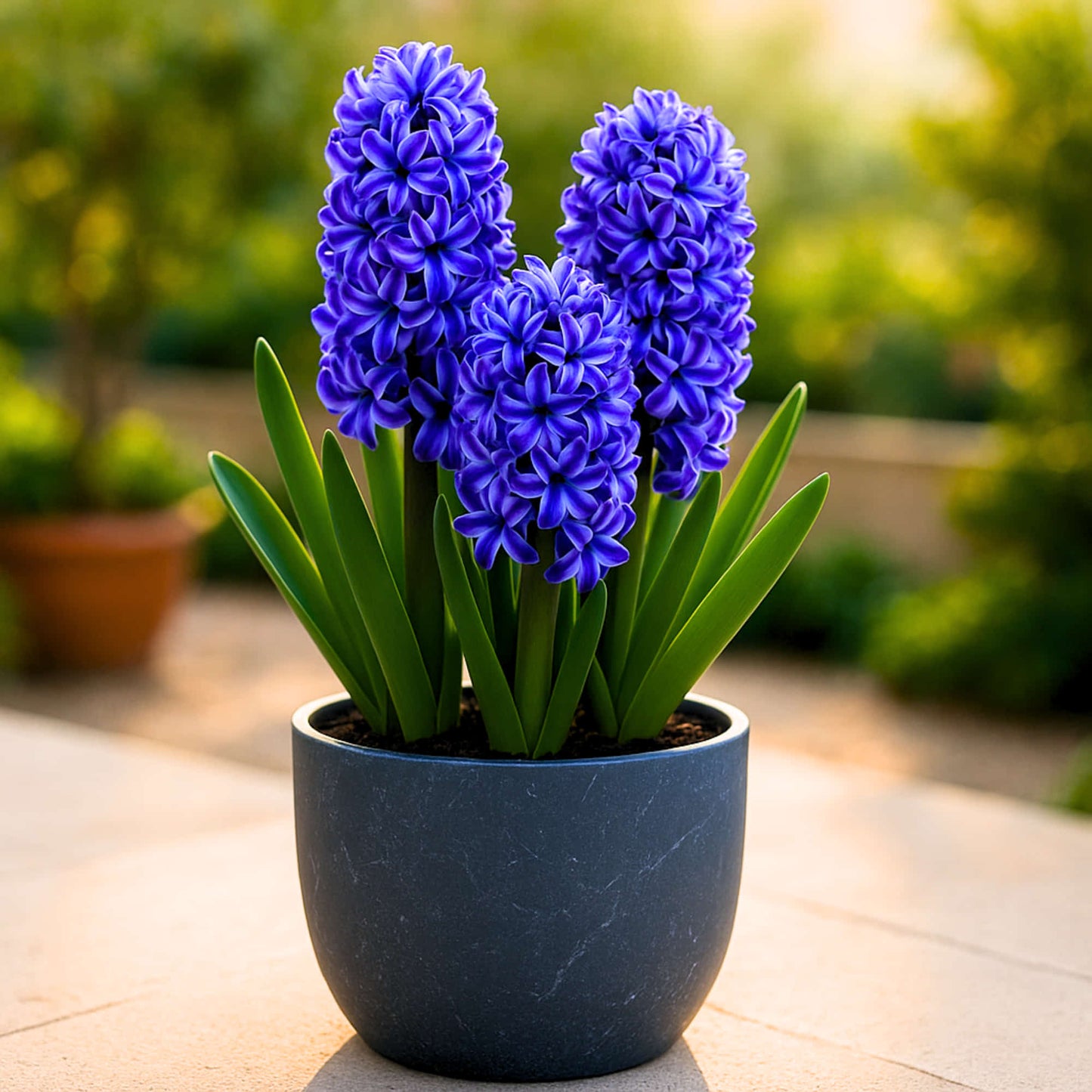 Hyacinth Blue Flower Bulbs (05N)