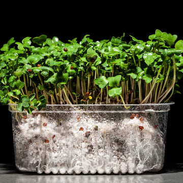 Knol khol Green Microgreen Seeds (25g)