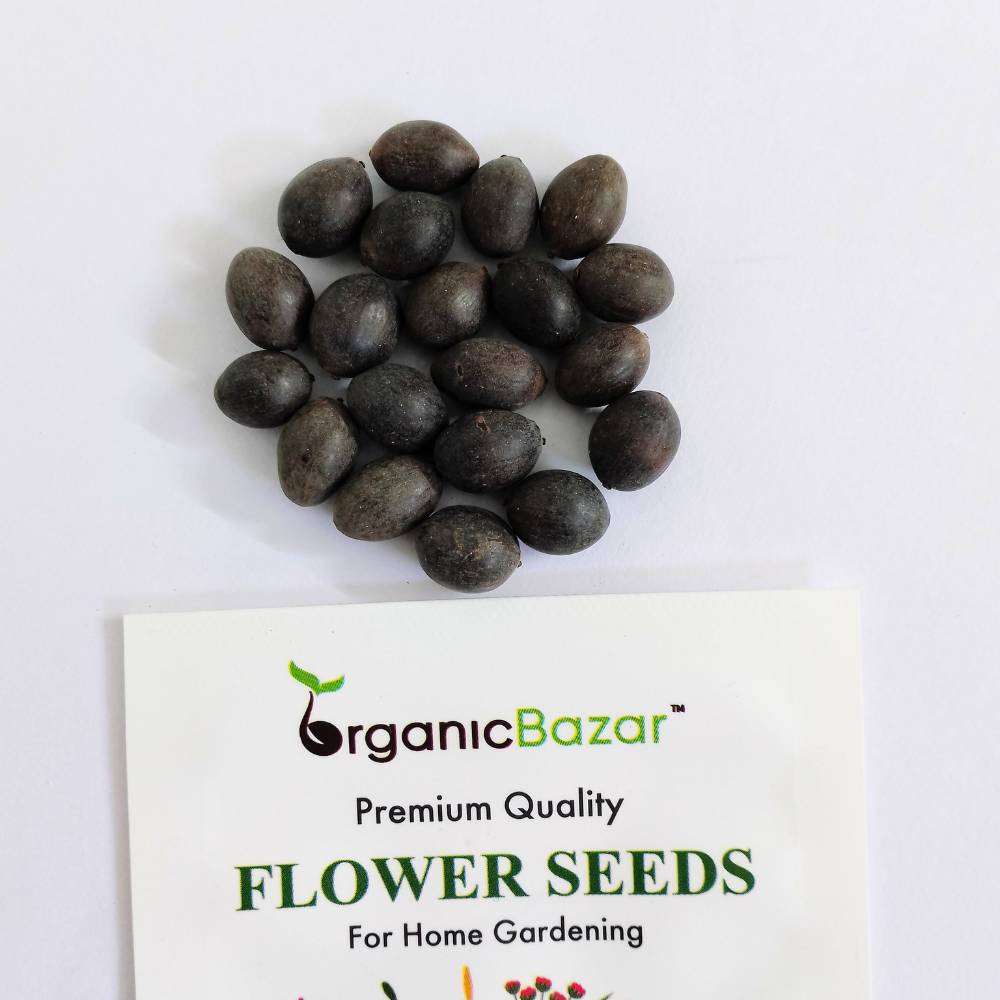 Lotus Flower Mixed Color Seeds - 20 Seeds (Kamal ke Beej/कमल के फूल के बीज)