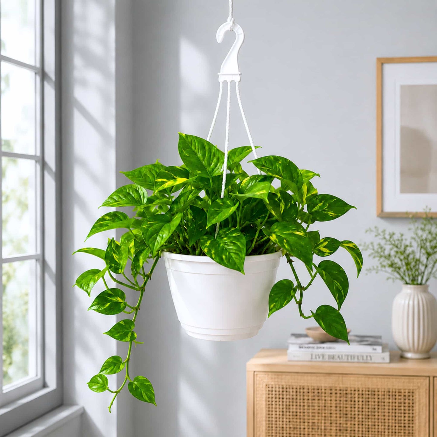 Money Plant Green Live Plant with Hanging Pot