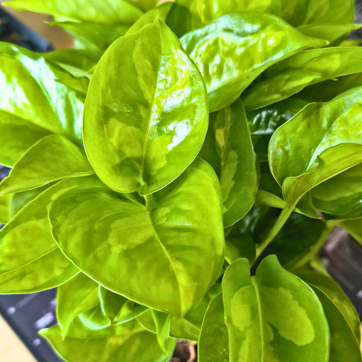 Money Plant Green Live Plant | Indoor Air Purifying Ornamental Live Plant | Ideal for Home & Office