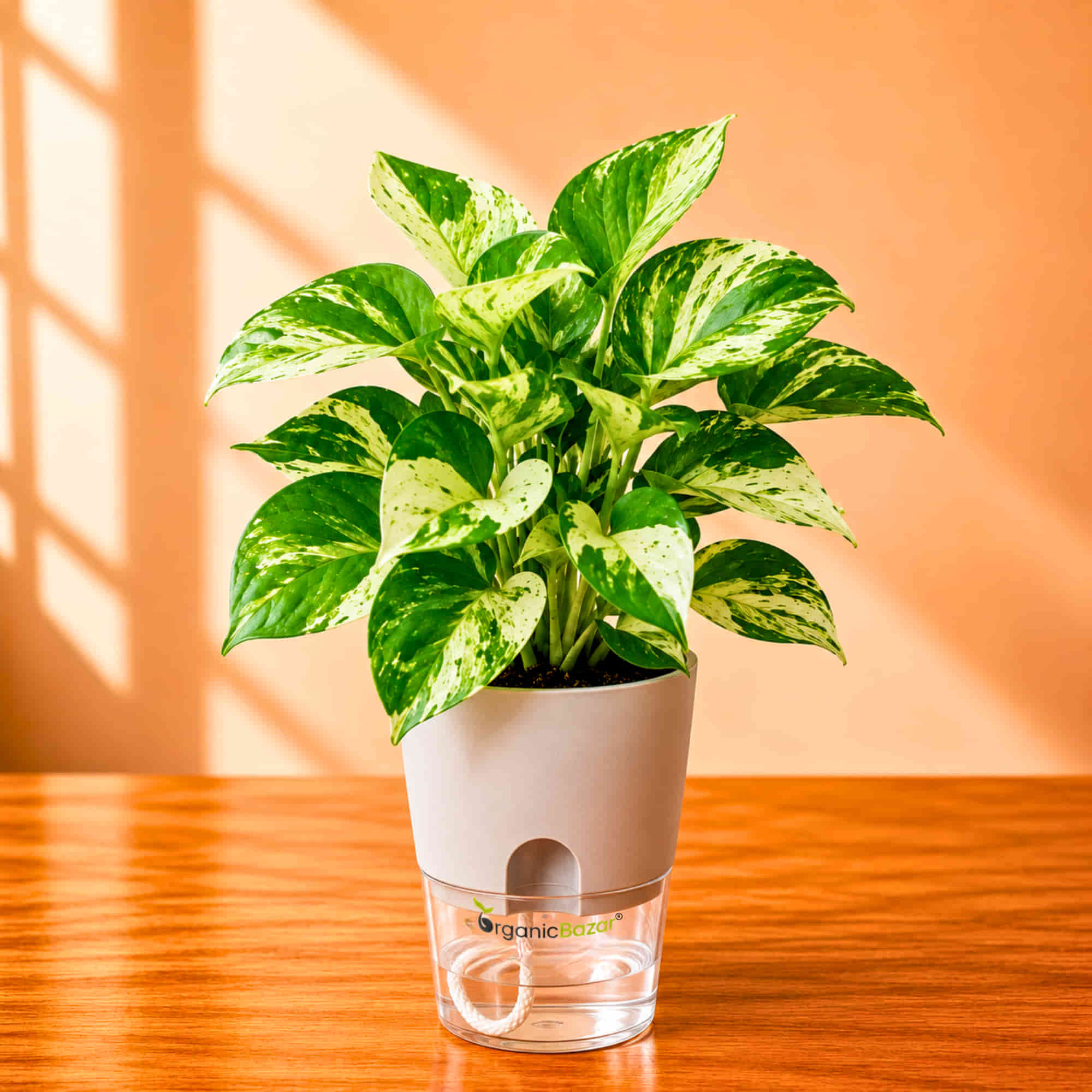 manjula pothos watering Money Plant Manjula/Marvel Variegated Live Plant Online – OrganicBazar – Organicbazar